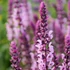 Salvia nemorosa 'Caradonna Pink' – Ligeti zsálya