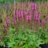 Salvia nemorosa 'Sensation Compact Bright Rose' - Ligeti zsálya