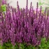 Salvia nemorosa 'Sensation Compact Bright Rose' - Ligeti zsálya