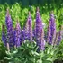 Salvia nemorosa 'Sensation Medium Violet' – Ligeti zsálya