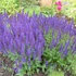 Salvia nemorosa 'Violet Queen' – Ligeti zsálya