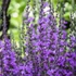 Salvia nemorosa 'Violet Queen' – Ligeti zsálya