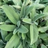 Salvia officinalis - Orvosi zsálya