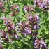 Salvia officinalis - Orvosi zsálya