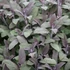 Salvia officinalis 'Purpurascens' - Orvosi zsálya