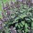 Salvia officinalis 'Purpurascens' - Orvosi zsálya