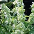 Salvia verticillata 'Alba' – Lózsálya