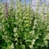 Salvia verticillata 'Alba' – Lózsálya