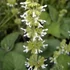 Salvia verticillata 'Alba' – Lózsálya