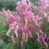 Sanguisorba 'Pink Brushes' – Vérfű