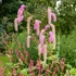 Sanguisorba 'Pink Brushes' – Vérfű