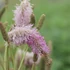 Sanguisorba 'Pink Brushes' – Vérfű