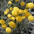 Santolina chamaecyparissus - Hamvas cipruska