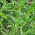 Santolina viridis (syn. S. rosmarinifolia) – Zöld cipruska