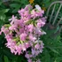 Saponaria officinalis 'Rosea Plena' – Orvosi szappanfű
