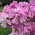 Saponaria officinalis 'Rosea Plena' – Orvosi szappanfű