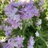 Saponaria officinalis 'Rosea Plena' – Orvosi szappanfű