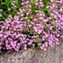 Saponaria ocymoides – Gyepes szappanfű