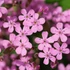 Saponaria ocymoides – Gyepes szappanfű