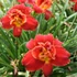 Hemerocallis 'Highland Lord' – Sásliliom