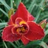 Hemerocallis 'Highland Lord' – Sásliliom