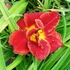 Hemerocallis 'Highland Lord' – Sásliliom