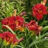 Hemerocallis 'Highland Lord' – Sásliliom