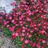 Saxifraga arendsii 'Peter Pan' - Kőtörőfű