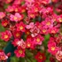 Saxifraga arendsii 'Peter Pan' - Kőtörőfű