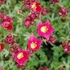 Saxifraga arendsii 'Peter Pan' - Kőtörőfű
