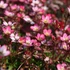 Saxifraga arendsii 'Peter Pan' - Kőtörőfű