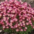 Saxifraga x arendsii 'Pixi Pan Red' – Kőtörőfű