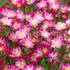 Saxifraga x arendsii 'Pixi Pan Red' – Kőtörőfű