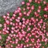 Saxifraga x arendsii 'Pixi Pan Red' – Kőtörőfű