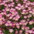 Saxifraga x arendsii 'Pixi Pan Red' – Kőtörőfű