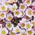 Saxifraga x arendsii 'Pixie Pan Appleblossom' – Kőtörőfű