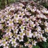 Saxifraga x arendsii 'Pixie Pan Appleblossom' – Kőtörőfű