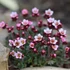 Saxifraga x arendsii 'Pixie Pan Appleblossom' – Kőtörőfű