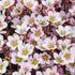 Saxifraga x arendsii 'Pixie Pan Appleblossom' – Kőtörőfű