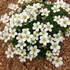 Saxifraga x arendsii 'Pixie White' - Kőtörőfű