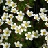 Saxifraga x arendsii 'Pixie White' - Kőtörőfű