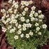 Saxifraga x arendsii 'Pixie White' - Kőtörőfű
