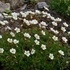 Saxifraga x arendsii 'Pixie White' - Kőtörőfű