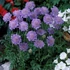 Scabiosa columbaria 'Butterfly Blue' – Ördögszem