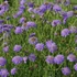 Scabiosa columbaria 'Butterfly Blue' – Ördögszem