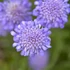 Scabiosa columbaria 'Butterfly Blue' – Ördögszem