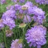 Scabiosa columbaria 'Butterfly Blue' – Ördögszem