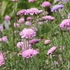 Scabiosa columbaria 'Pink Mist' – Galambszínű ördögszem