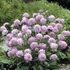 Scabiosa columbaria 'Pink Mist' – Galambszínű ördögszem