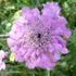 Scabiosa columbaria 'Pink Mist' – Galambszínű ördögszem